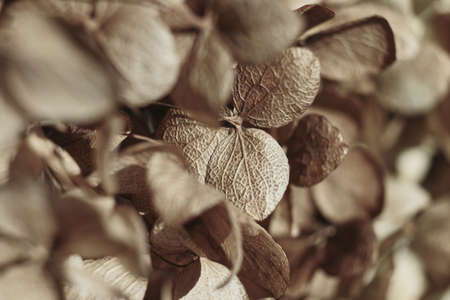 Dry flowers background. Textured hydrangea petals close-up. Stylish Floral poster. Soft focusの写真素材