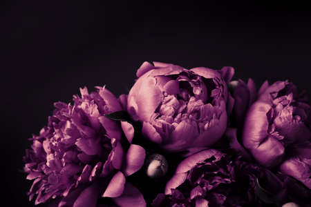 Beautiful purple peonies bouquet close-up, soft focus. Dark Spring or summer floral background. Festive flowers conceptの写真素材