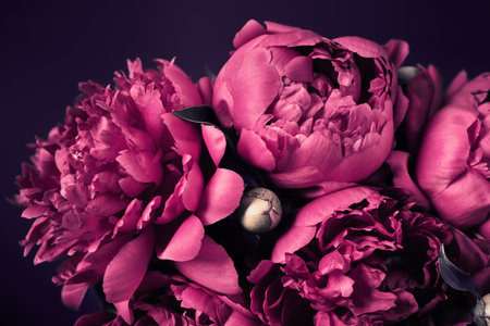 Beautiful purple peonies bouquet close-up, soft focus. Dark Spring or summer floral background. Festive flowers conceptの写真素材