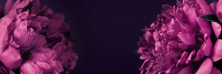 Beautiful purple peonies bouquet close-up, soft focus. Dark Spring or summer floral banner. Festive flowers conceptの写真素材