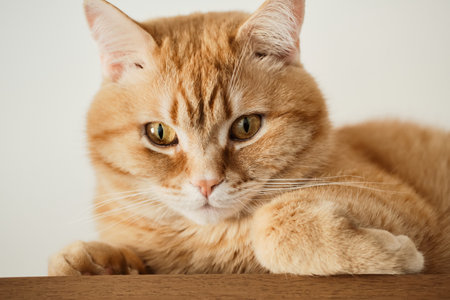 Portrait of ginger cat with an expressive thoughtful look, close-up, selective focusの写真素材