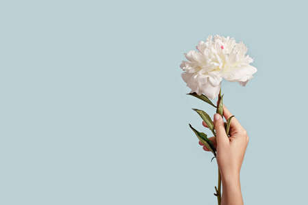 Female hand holding beautiful white peony flower on blue background, copy spaceの写真素材