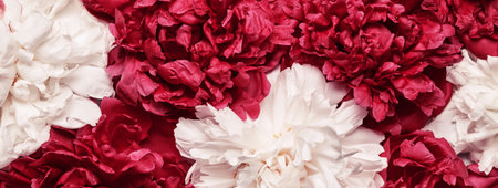 White and red peonies background. Beauty floral banner. Festive flowers conceptの写真素材