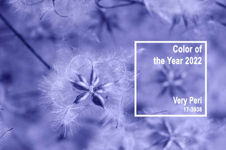 Trendy Color of year 2022. Beautiful Dry clematis flowers. Natural floral background. Selective focusの写真素材