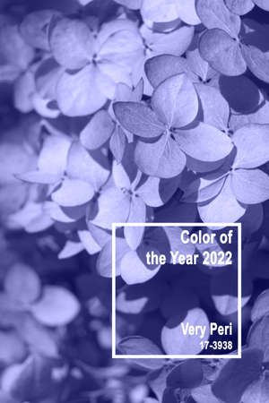 Trendy Color of year 2022. Dry flowers background. Textured hydrangea petals close-up. Soft focusの写真素材