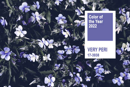 Beautiful Blooming violet flowers. Trendy Color of year 2022. Moody bold colorsの写真素材