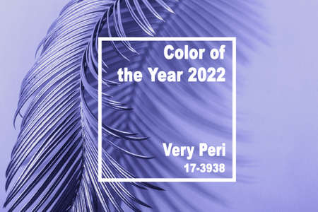 Trendy Color of year 2022 presentation. Tropical leaves spins on violet pastel background. Natural Creative layoutの写真素材