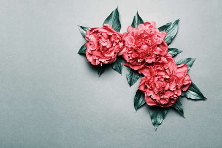 Red peonies on gray green background. Beauty floral background. Festive flowers conceptの写真素材
