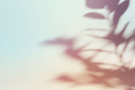 Natural foliage shadow on gradient paper background. Abstract pastel floral backdrop. Soft light