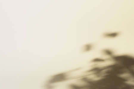 Natural foliage shadow on beige paper background. Abstract neutral floral backdrop. Soft lightの写真素材