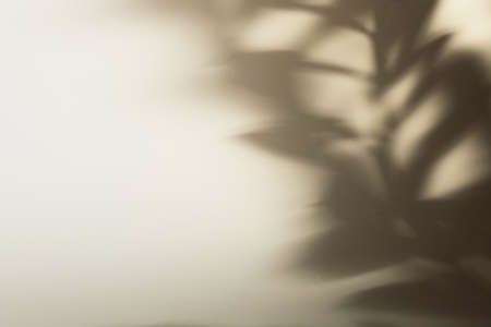 Natural leaves on branch shadow on beige paper background. Abstract neutral floral backdrop. Soft...