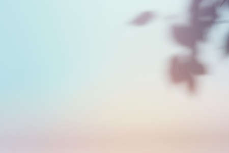 Natural foliage shadow on gradient paper background. Abstract pastel floral backdrop. Soft light