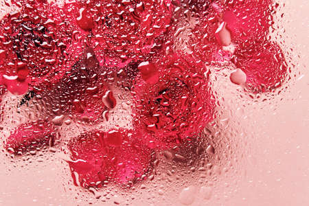 Flowers under glass with water drops. Red roses on pink background and blobs pattern