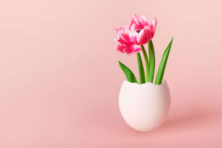 Happy Easter creative concept. Pink tulip flower in white egg on pink background, copy spaceの写真素材