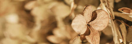 Autumn Dry flowers banner. Textured hydrangea petals close-up. Stylish Floral poster. Soft focusの写真素材