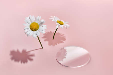 Empty glass podium slide and chamomile flowers on pink background. Creative mockup for cosmetic beauty productsの写真素材