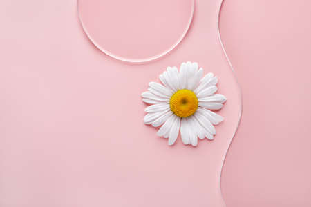 Empty round petri dish, wavy glass slide and chamomile flower on pink background. Mockup for...