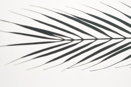 Shadow of palm leaf on white background. Creative drawing of light and shadow for your designの写真素材
