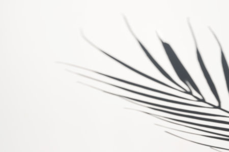Shadow of palm leaf on white background. Creative drawing of light and shadow for your designの写真素材