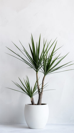 An elegant dragon tree plant stands in white pot against white wall, offering minimalist aestheticの素材