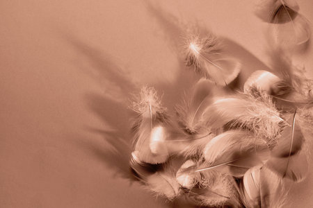 Abstract background with soft feathers and shadowsの写真素材
