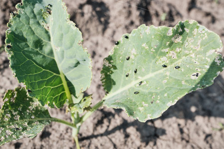Cabbage leaf infestation by flea beetles on young plant in gardenの写真素材