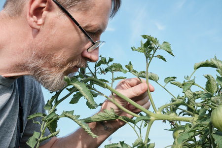 Caucasian mature male examining tomato plants in gardenの写真素材