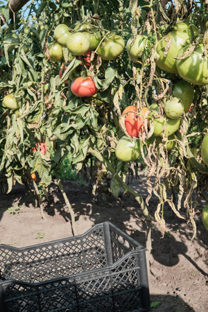Ripe and unripe tomatoes with signs of disease on vine in sunlit gardenの写真素材