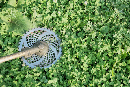 Trimmer disc against green grass background clover