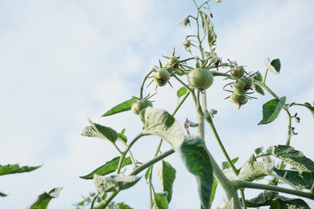 Young tomato plants growing on sky backgroundの写真素材