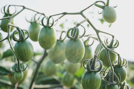 Unripe cherry tomatoes grow and ripen close-upの写真素材
