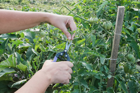 Hands pruning green tomatoes on vine in garden settingの写真素材