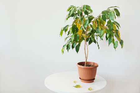 Potted ficus plant with green and yellow leaves on white table.の写真素材