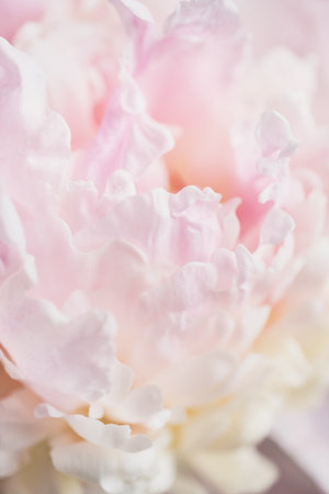 Delicate pink peony petals close-up macro floral beautyの写真素材