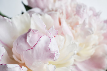 Close-up of soft pink and white peony petals in bloomの写真素材