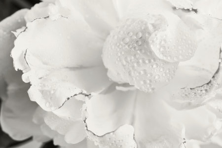 White peony petals collecting small water drops, Color of the year conceptの写真素材
