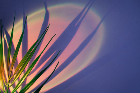 Palm leaves creating sharp shadows on purple wall with round rainbow light projection