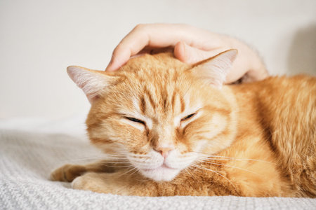 Male hand petting ginger cat bringing comfort and relaxationの写真素材