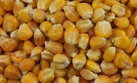 Background of Corn Seeds (Maize Kernels)