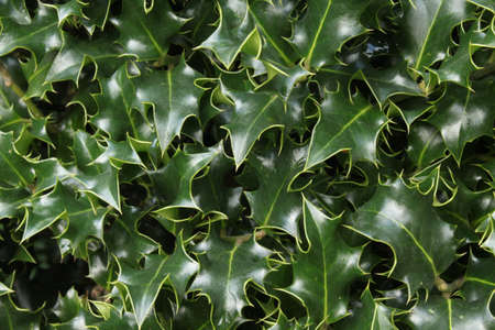 Ilex Leaves - a Natural Backgroundの写真素材