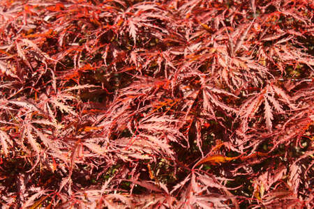 Red leaves of a Japanese maple  acer palmatum 