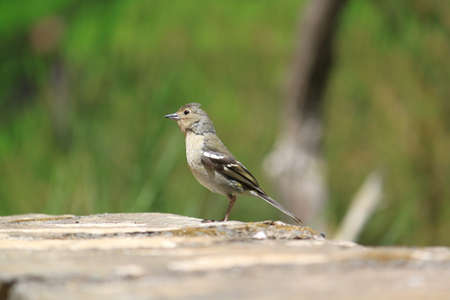 Madeiran Chaffinchの写真素材