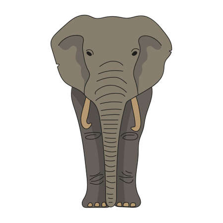 Realistic vector drawing of elephant in full face isolated on white background. colorful vector illustration.のイラスト素材