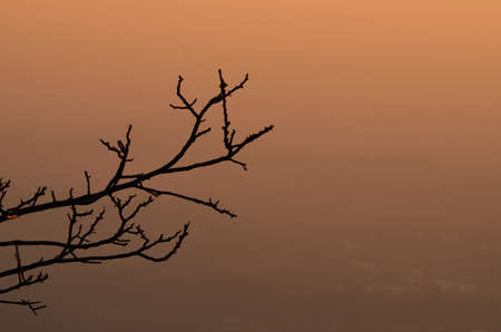 branches at sunsetの写真素材