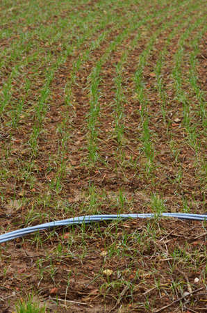 Cables in a cultivated field