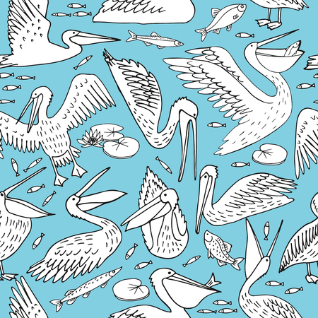 Pelicans, illustration, vectorのイラスト素材