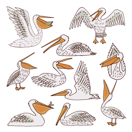 Pelicans, illustration, vectorのイラスト素材