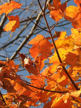 A collection of orange, red, and yellow maple leaves are caught in a triangle of branches.