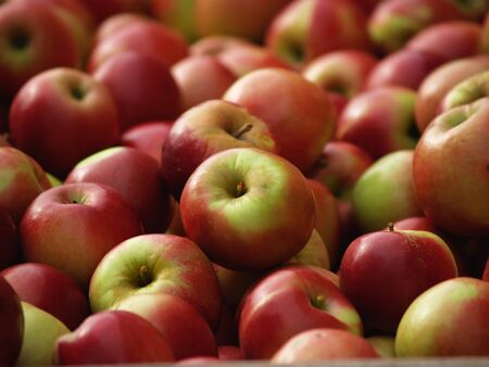 Apples picked from an orchard