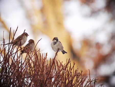 Sparrows on a bare bush in late autumn.の写真素材